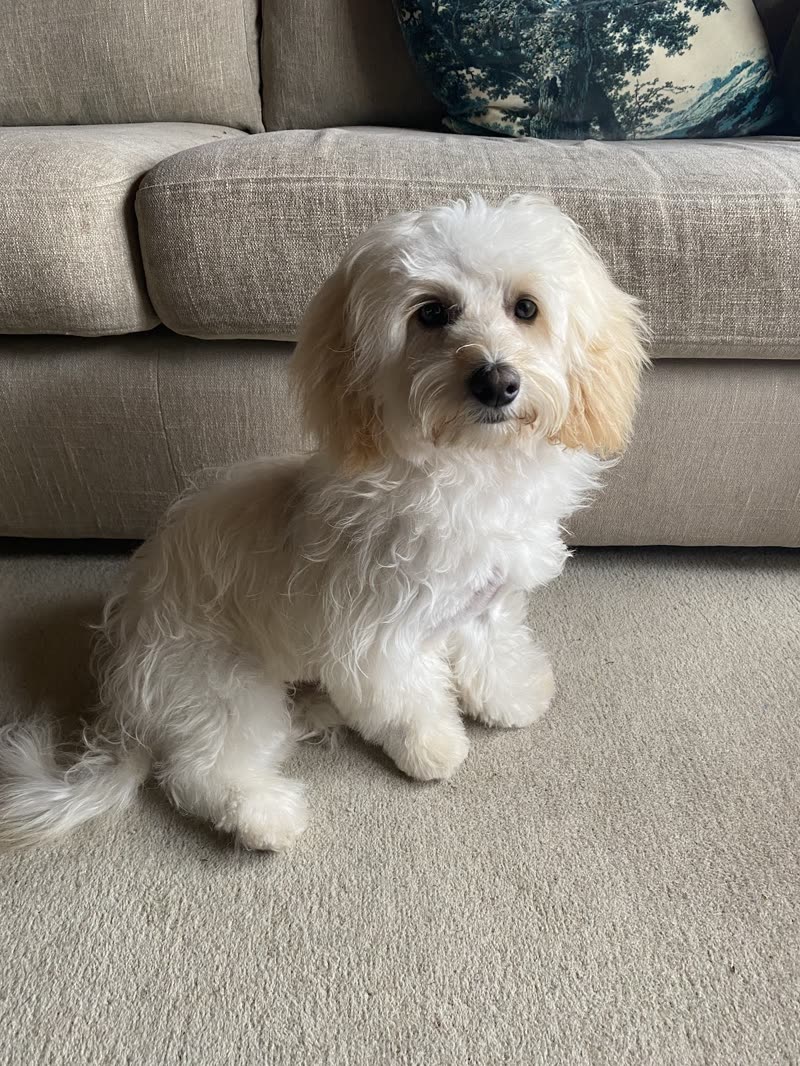 A freshly groomed cream cockapoo sitting on a carpet, looking at the camera