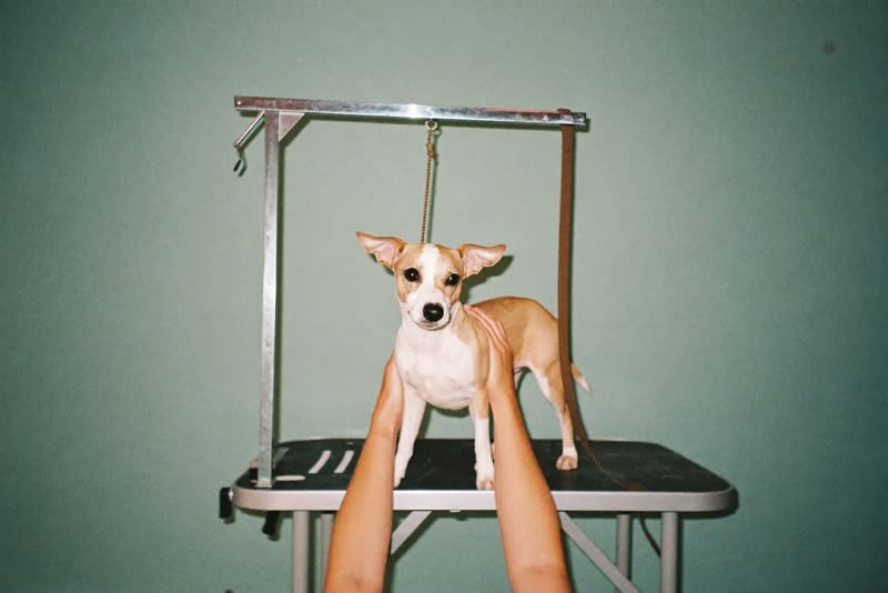 A small dog standing on a grooming table, steadied by a pair of hands