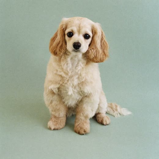 A freshly washed fluffy dog sitting against a plain pale backdrop