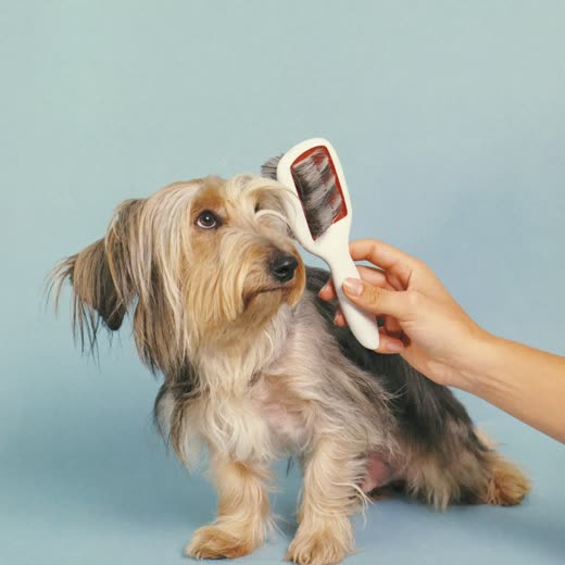 Hands brushing out the coat of a small terrier