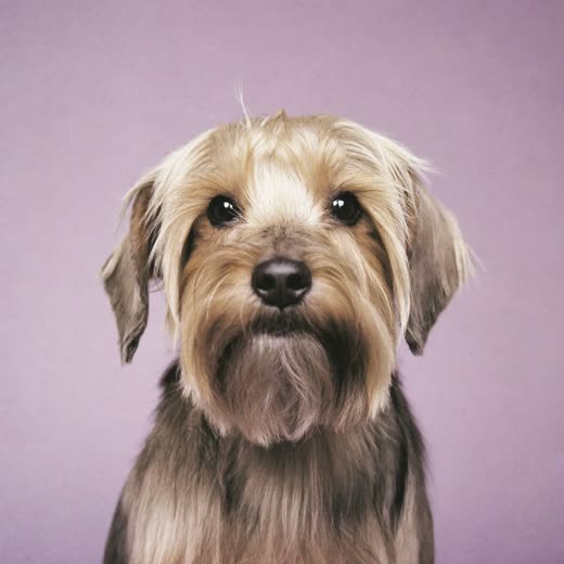 A small dog with a neatly scissored face and tidy ears