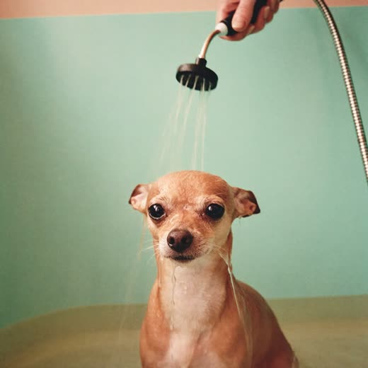 A small dog being rinsed in a grooming bath